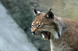 bobcat