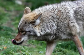 racoon