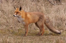 racoon