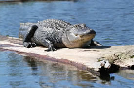gator