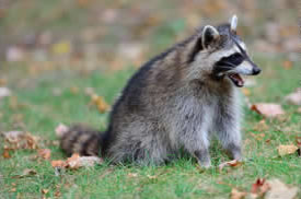 racoon